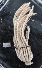 Antedon inaequalis Carpenter, 1888 Cotyp BMNH 88.11.9.81 