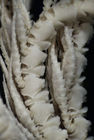 Antedon tuberosa Carpenter, 1888 Holotype BMNH 88.11.9.25