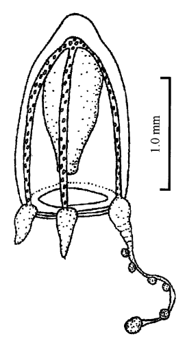 Corymorpha crassocanalis, from Xu & al.  (2014)