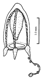 Corymorpha crassocanalis, from Xu & al.  (2014)