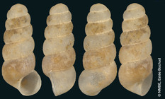 Greece: Litohoro; NMBE 535169
Shell height: 2.6 mm
Photo: Estée Bochud, NMBE
 
