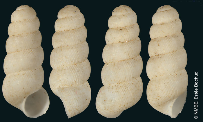 Pholeoteras zilchi