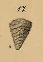 Textularia laevis Roemer, 1841