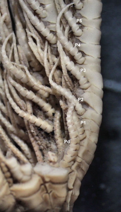 Perissometra sparksi John, 1937 Holotype BMNH 1937.1.25.1