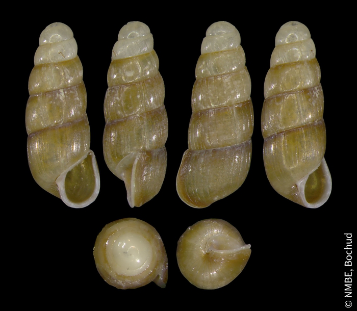 Acicula lineata lineata