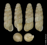 Acicula lineolata