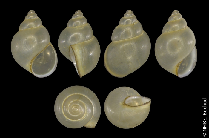 Bithynia tentaculata