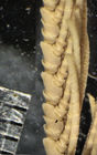 Antedon basicurva Carpenter, 1888 Holotype BMNH 88.11.9.22