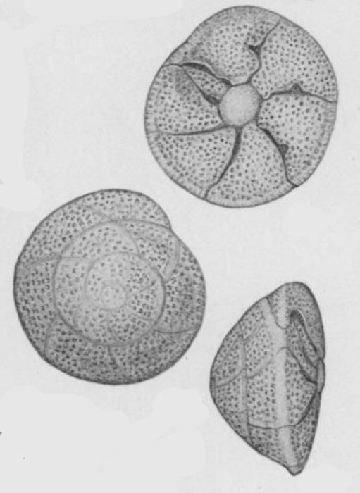 Rotorbinella colliculus Bandy, 1944