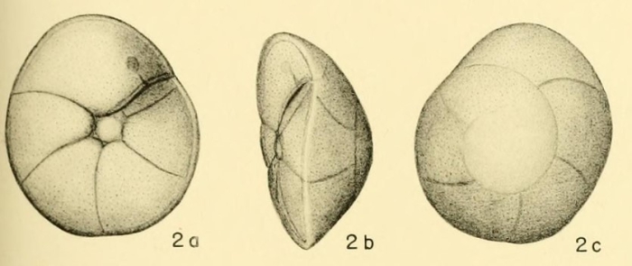 Rotalia similis Bandy, 1949