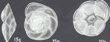 Rotorbinella bikiniensis McCulloch, 1977