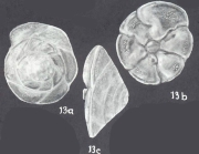 Rotorbinella campanulata (Galloway & Wissler, 1927)