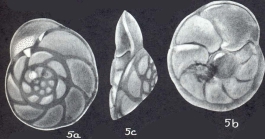 Rotorbinella campanulata subsp. amabilis McCulloch, 1977