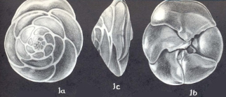 Rotorbinella campanulatiformis McCulloch, 1977
