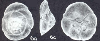 Rotorbinella bubnanensis McCulloch, 1977