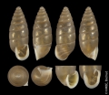 Mollusca (molluscs)