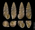 Mollusca (molluscs)