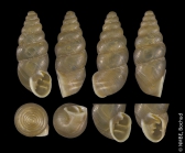 Switzerland: Caslano, Monte, TI; NMBE 16563
Shell height: 6.11 mm
Photo: Estée Bochud, NMBE
 