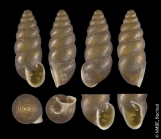 Austria: Riederklamm, Gerlos; NMBE 6334
Shell height: 6.51 mm
Photo: Estée Bochud, NMBE
 