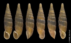 Switzerland: Scuol, Clüsa, GR; NMBE 20153
Shell height: 14.93 mm
Photo: Estée Bochud, NMBE
 
