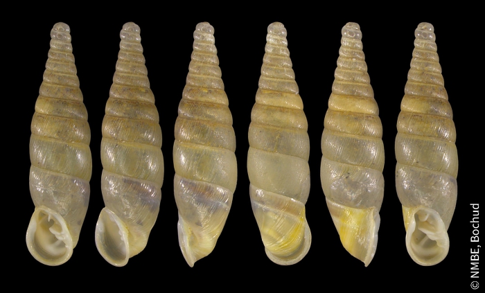 Cochlodina comensis Cochlodina comensis