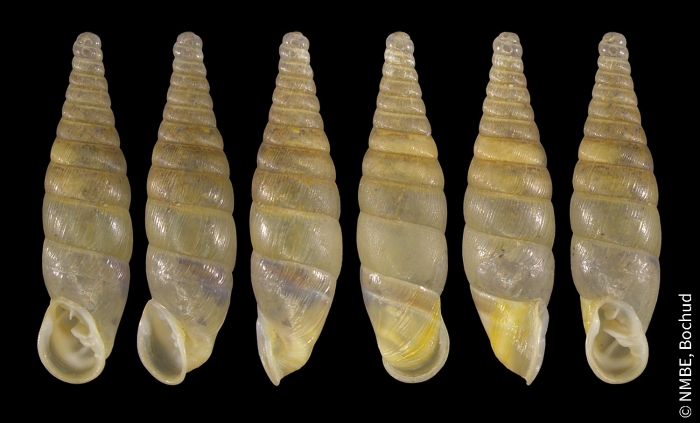 Cochlodina comensis