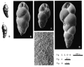 Chromista - Foraminifera (foraminifers)