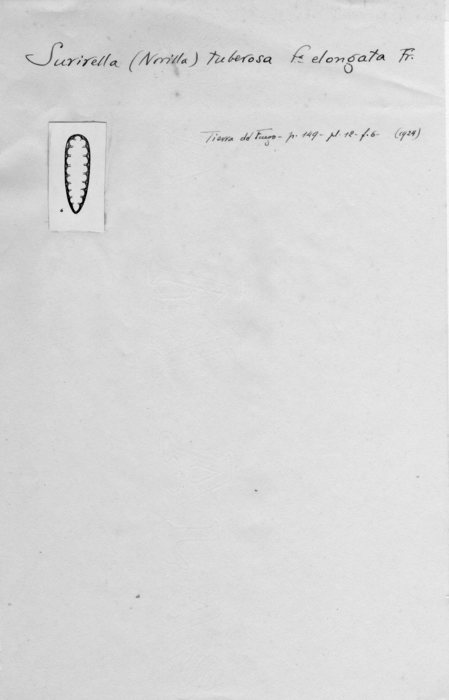 Surirella tuberosa f. elongata Frenguelli, 1924