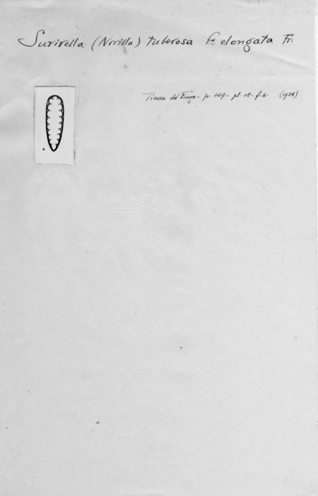 Surirella tuberosa f. elongata Frenguelli, 1924 Surirella tuberosa f. elongata Frenguelli, 1924