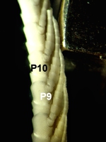 Antedon incisa Carpenter 1888, Types BMNH 88.11.9.23-4