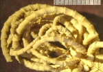 Chondrometra crosnieri Marshall and Rowe, 1981, Paris Holotype 1393