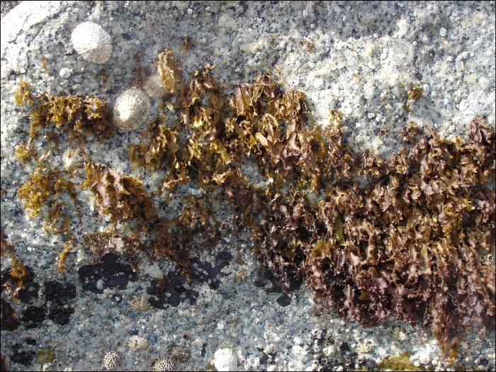 Rissoella verruculosa Rissoella verruculosa