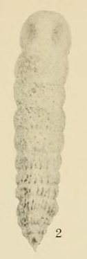 Siphogenerina advena Cushman, 1922