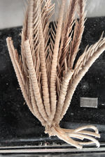 Antedon flexilis Carpenter 1888, Holotype BMNH 88.11.9.27 