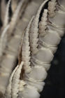 Antedon flexilis Carpenter 1888, Holotype BMNH 88.11.9.27 