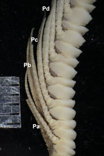 Antedon patula Carpenter, 1888 Cotypes BMNH 88.11.9.67 