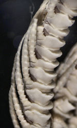 Antedon patula Carpenter, 1888 Cotypes BMNH 88.11.9.67 