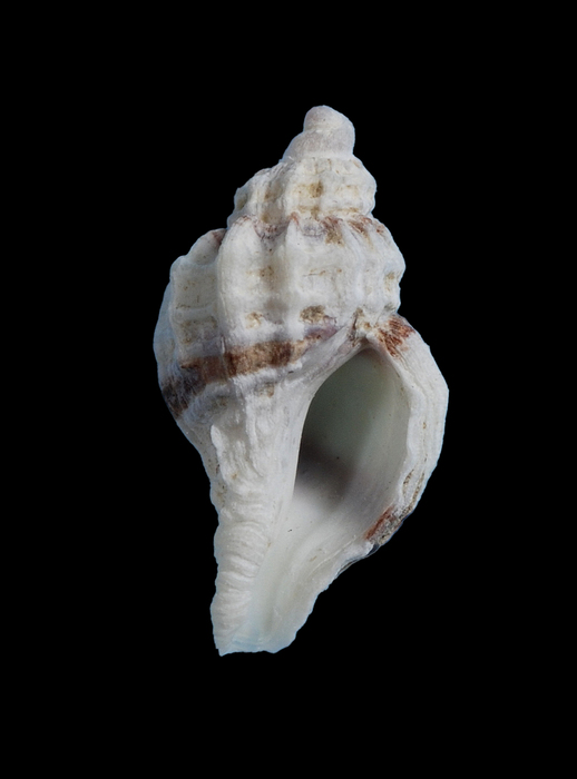 Ceratastoma foliatum juvenile Ceratastoma foliatum juvenile