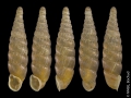 Mollusca (molluscs)