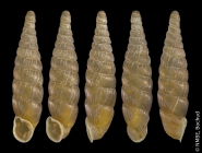 Switzerland: Novaggio, TI; NMBE 20108
Shell height: 10.73 mm
Photo: Estée Bochud, NMBE
 