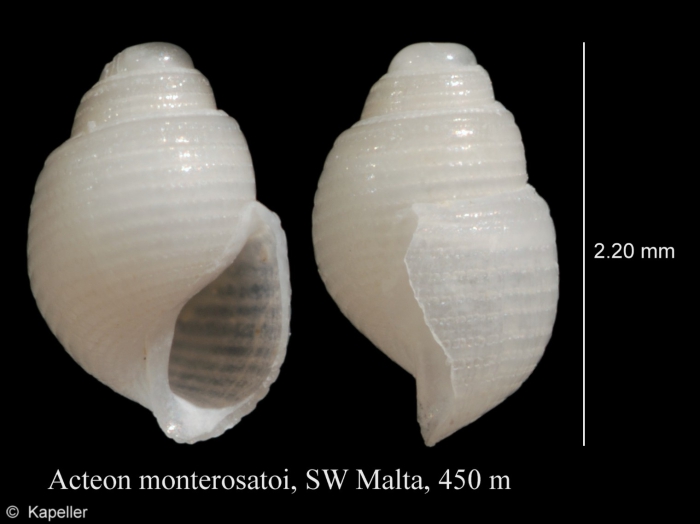 Acteon monterosatoi