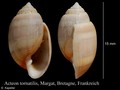 Mollusca (molluscs)