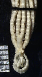 Antedon acoela Carpenter 1888, Holotype BMNH 88.11.9.31