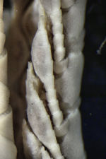 Antedon acoela Carpenter 1888,  Syntypes BMNH 88.11.9.31