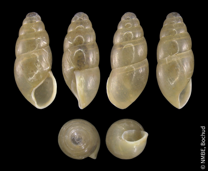 Cochlicopa lubrica