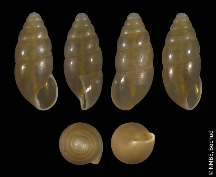 Cochlicopa nitens Cochlicopa nitens