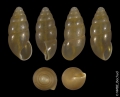 Mollusca (molluscs)