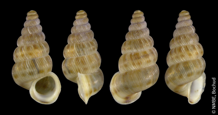Cochlostoma septemspirale Cochlostoma septemspirale