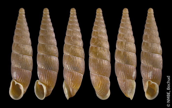 Macrogastra ventricosa ventricosa Macrogastra ventricosa ventricosa