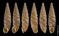 Mollusca (molluscs)